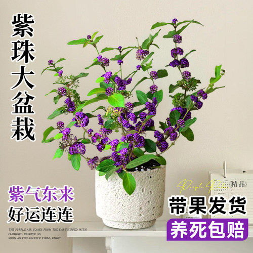 带花发货赏花又赏果颜值超高盆栽
