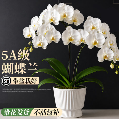 【带花发货】精品蝴蝶兰大苗