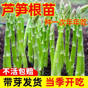芦笋根苗带土新鲜现挖四季种植蔬菜种子适合冬天种的菜秧苗菜种苗