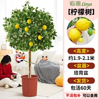 [Доставка до вашей двери] Лимонное дерево класса А в горшке высотой около 1,9-2,1 метра [Много ветвей и много результатов] Бесплатные кусочки кокосовой пальмы + лоток + удобрение