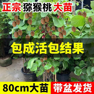 猕猴桃树果苗奇异果红心徐香黄心猕猴桃苗当年结果公母同株果树苗