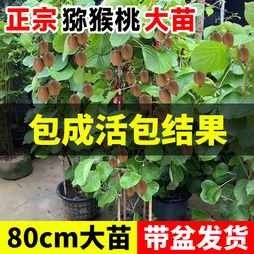 猕猴桃树果苗奇异果红心徐香黄心猕猴桃苗当年结果公母同株果树苗