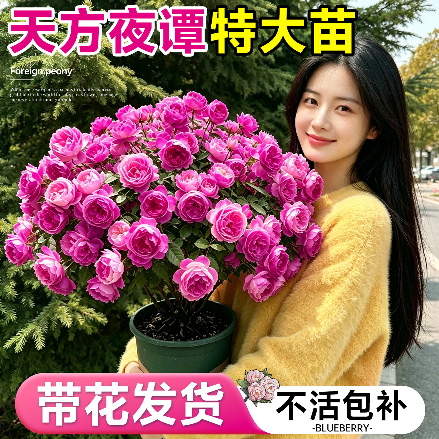 天方夜谭月季浓香大花四季开花图片