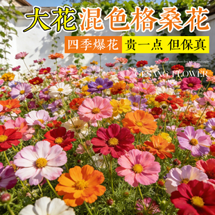 格桑花籽种子野花组合波斯菊重瓣太阳花种孑室外四季播种开花种子