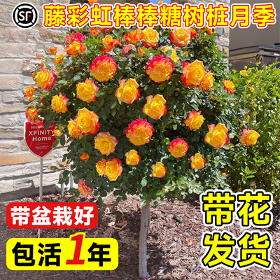 【带花发货】藤彩虹棒棒糖月季树