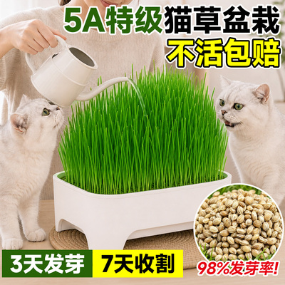 优质猫草种子口感佳自己种更放心