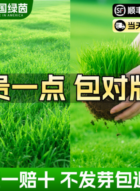 草坪草籽种子四季常青狗牙根马尼拉庭院矮生地毯草皮黑麦草籽绿化