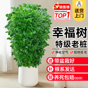 常青好养办公室内高级感大盆景 幸福树客厅盆栽大型老桩绿植物四季