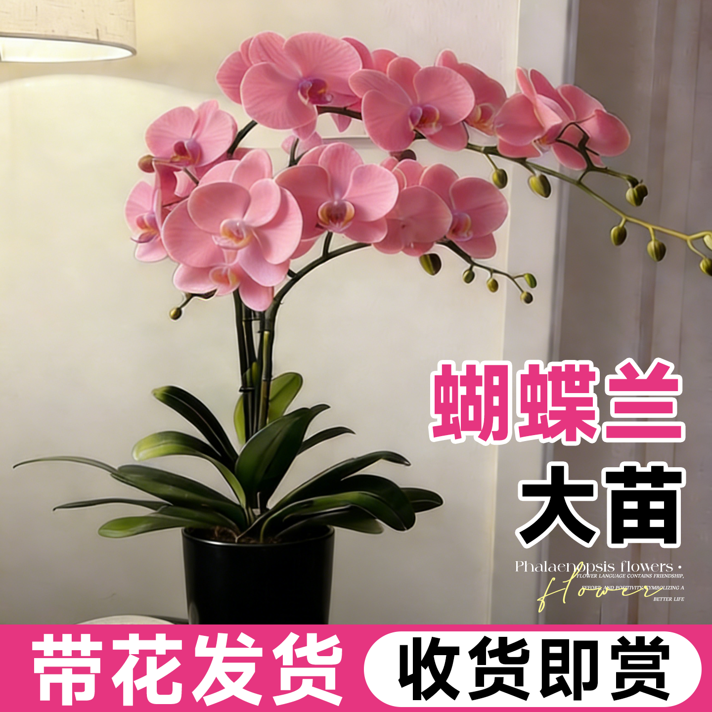 蝴蝶兰盆栽带花苞特大号双剑兰花花苗室内客厅四季花卉绿植物开花