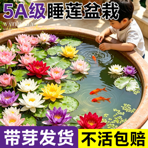 睡莲水培植物带花发货原土带盆
