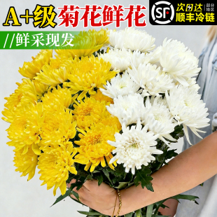 黄白菊花祭鲜花鲜切花花卉清明节菊花家用插花云南基地直发花束
