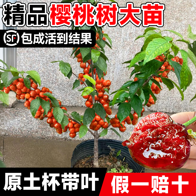 樱桃树苖当年结果南方北方种植正宗车厘子盆栽庭院矮化大果树果苗 鲜花速递/花卉仿真/绿植园艺 果树 原图主图