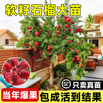 【当年结果】软籽石榴树苗包结果
