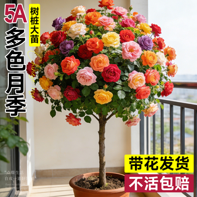 【带花发货】多色老桩棒棒糖月季