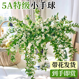 小手球鲜切花云南基地直发家用插花装 饰摆件室内水培植物真花鲜花