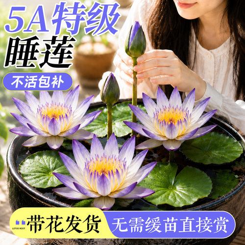 睡莲碗莲水培植物四季开花带花苞