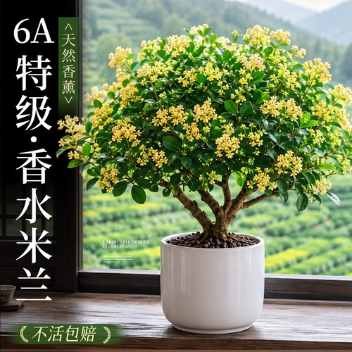 【6A特级】香水米兰大苗不活包赔
