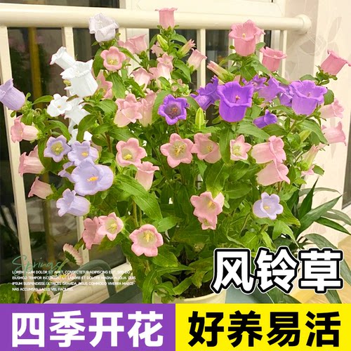 风铃草种子四季播种开花