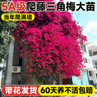 重瓣三角梅盆栽爬藤植物花卉绿植庭院阳台老桩好养耐寒四季开花