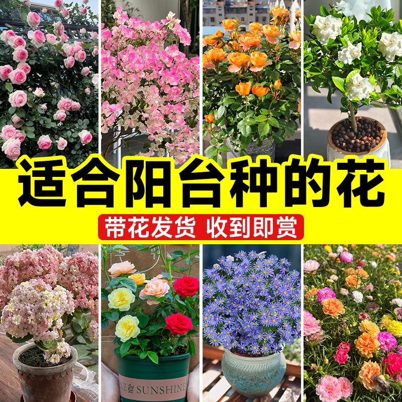 【好养易活】适合阳台种的花卉
