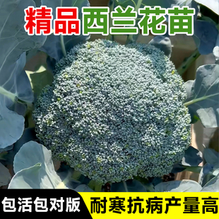 蔬菜秧子家庭种植优选苗秧 西兰花苗阳台庭院新鲜有机花菜苗秧四季