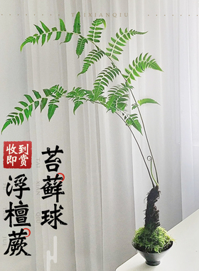 网红浮檀蕨苔藓球水培植物办公室内霸王蕨一叶蕨盆栽绿植易活四季