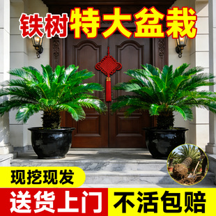 铁树盆栽大型老桩大树盆景树苗适合庭院门口客厅旺宅风水好养绿植