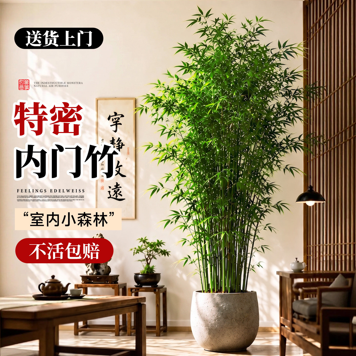 5A特密竹子盆栽正宗内门竹图片