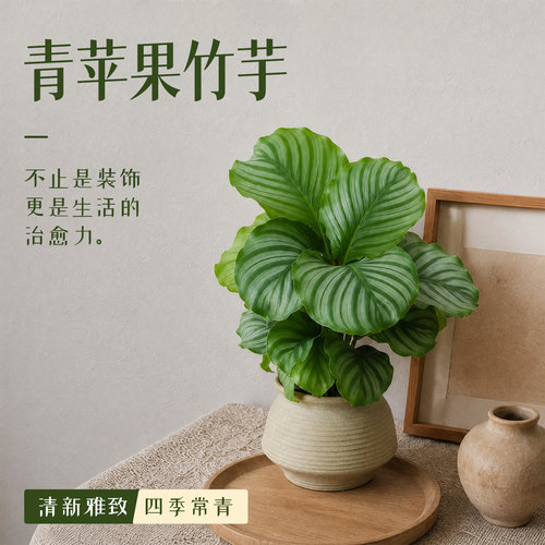 青苹果竹芋盆栽诧寂风绿植
