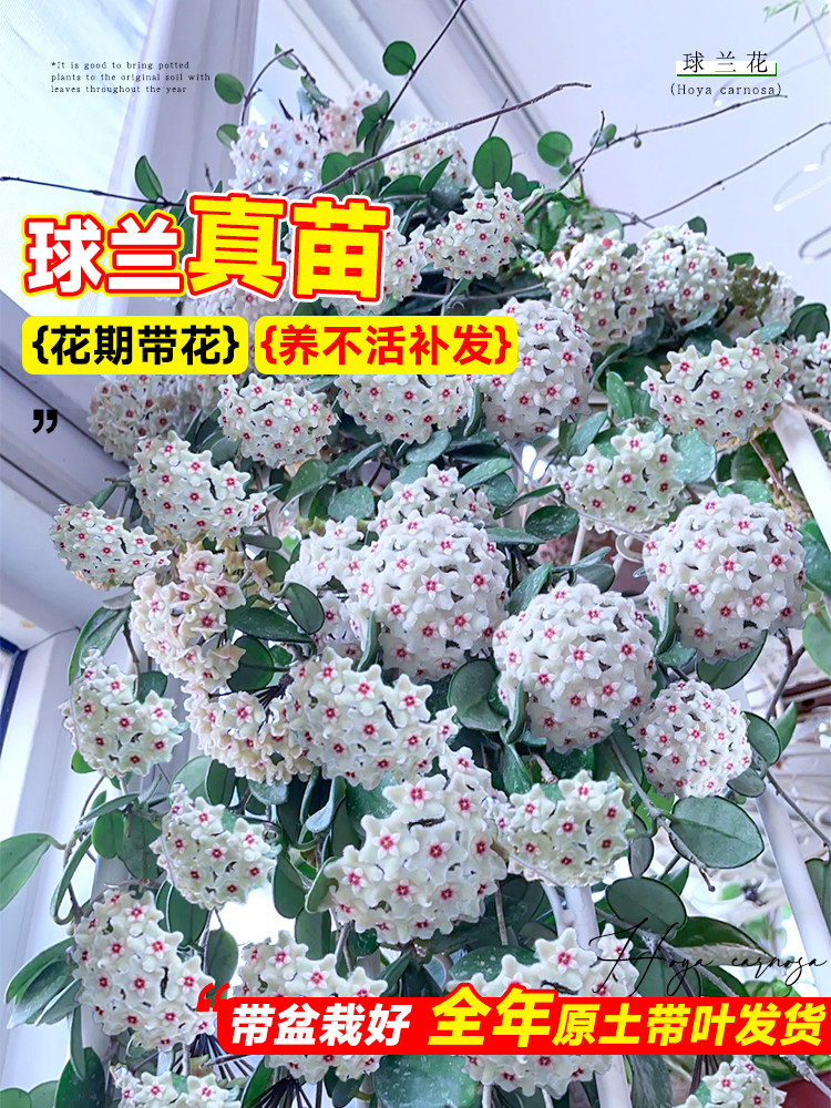 球兰带花大苗心叶匍匐球兰盆栽四季开花卉攀援爬藤绿植物爬墙吊兰