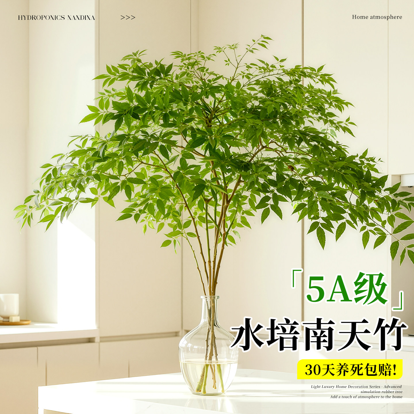 5A级水培南天竹不活包补不落叶