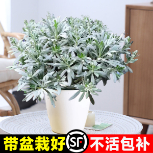 芙蓉菊盆栽花卉植物办公室内桌面绿植四季好养易活适合懒人养的花