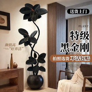 黑金刚橡皮树客厅绿植高级感大盆栽植物轻奢办公室内落地高端好养
