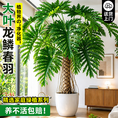 送货上门龙鳞春羽老桩大型绿植