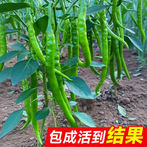 高产线椒辣椒苗四季青椒阳台盆栽