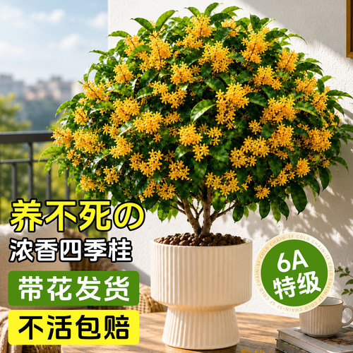 6A特级四季桂花养不死带花发货