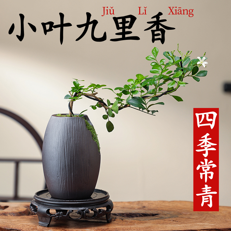 小叶飘枝九里香盆栽中式盆景绿植室内盆栽办公室桌面好养易活四季