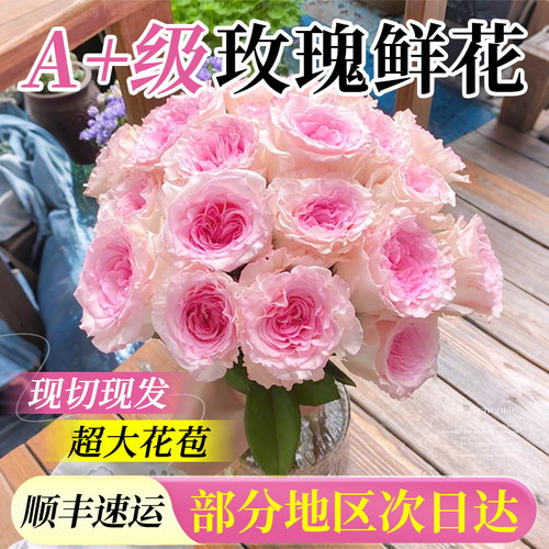 玫瑰花鲜花云南基地直发花材真花