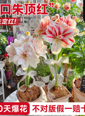 【进口朱顶红假一赔十】包开花