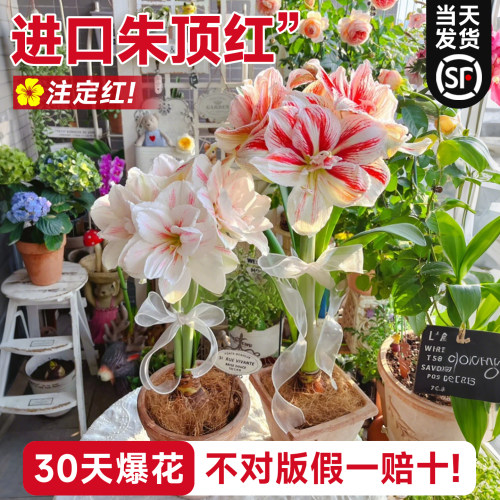 【进口朱顶红假一赔十】包开花