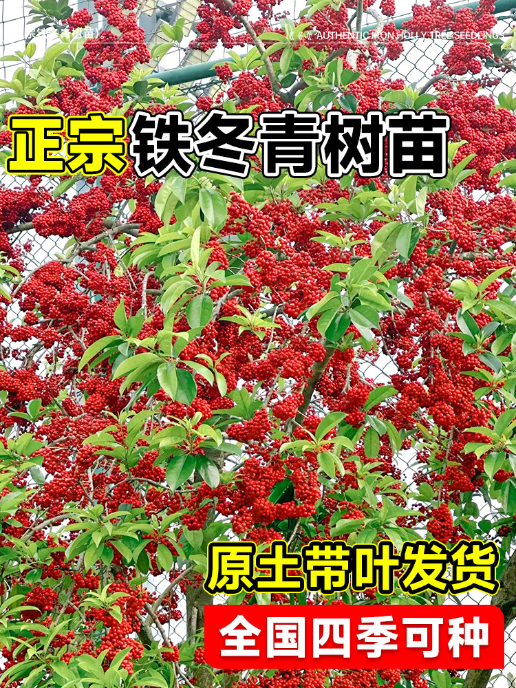 红果铁冬青树苗万紫千红四季常青庭院绿化树苗五味子名贵苗木盆栽