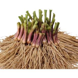 韭菜根苗批发头茬紫根红根小叶宽叶四季本地韭菜根地栽盆栽独根苗