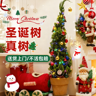 圣诞树客厅真树龙柏圣诞树客厅大型绿植装饰品礼物氛围感摆件植物