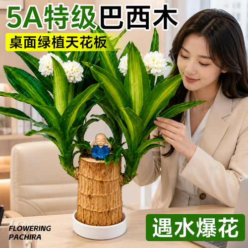 【会开花的】特级带叶水培巴西木
