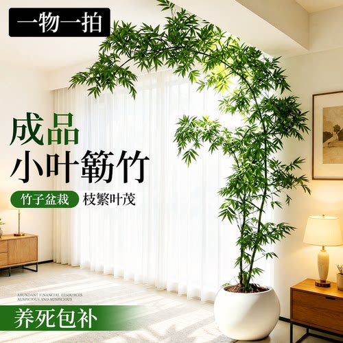 【A+带根老桩】小叶簕竹收到即赏