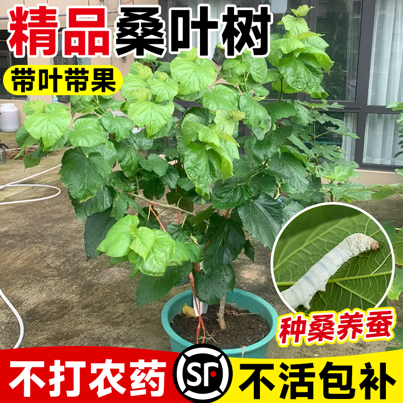 【无农药】养蚕桑树不活包补