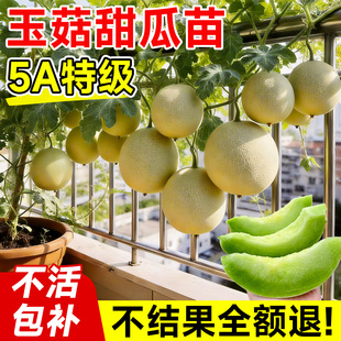 玉菇甜瓜苗秧早熟高产白沙蜜绿宝石甜香瓜苗带土盆栽阳台种植种子