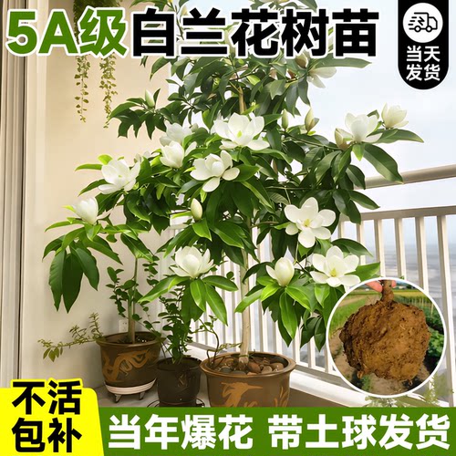 5A白兰花树苗带花苞带大土球包活