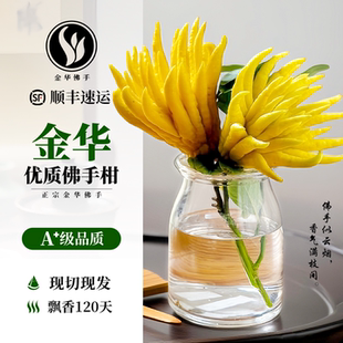 正宗金华佛手柑水培植物超级佛手瓜鲜果切枝水养闻香室内观赏食用