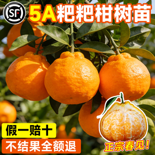 耙耙柑树苗正宗四川春见粑粑柑果树丑橘沃柑橘子树果苗南北方种植